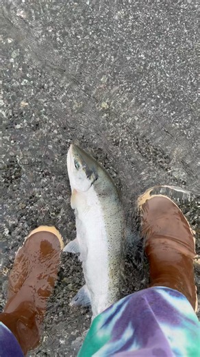 Wild Steelhead Catch and Release #fishing #fishingvideo #fishinglife #fish #steelhead #trout #salmon