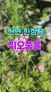 Natural sedative and tranquilizer, valerian