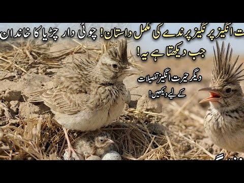 Crested Lark: The Secret Life Revealed!#CrestedLark #BirdLife #NatureDoc #BirdWatching
