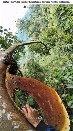 The Man Collects Honey From The Forest 🍯🤯🔥