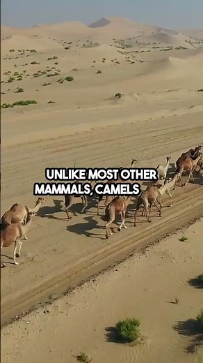 The Mind Blowing Reason Camels Can't Walk Backwards!