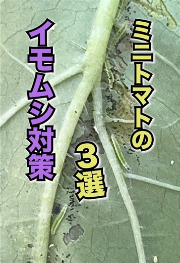 ミニトマトのイモムシ対策3選