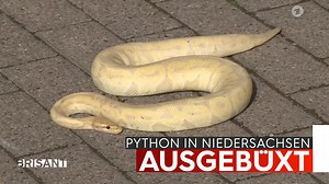 Na nu? Wo will er denn hin? Ein Python ist in der Nähe von Hannover entwischt. Weit kam er aber nicht… | Brisant