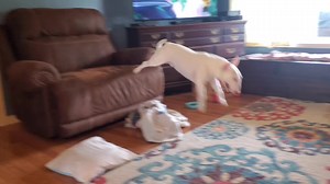 9.5K views · 204 reactions | Slow motion Blooper, I was stunned, that's a mean couch to reject me like that...... How humiliating.. 麗藍 | Ivan the Terribully Handsome Boy - Adopted | Facebook