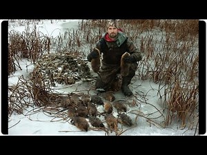 Ultimate Muskrat Trapping