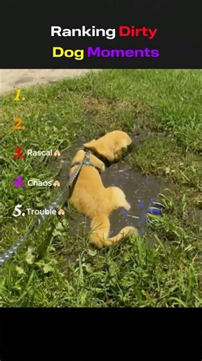 😂Ranking the Dirtiest Dog Moments🐶 | You Won’t Believe #shorts