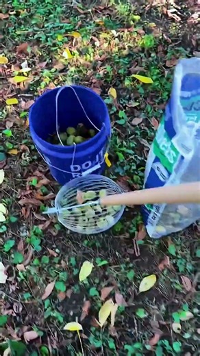 Collecting fruit using push tool for quick harvesting