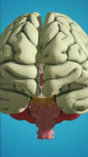 #facts on your brain super memory machine #science