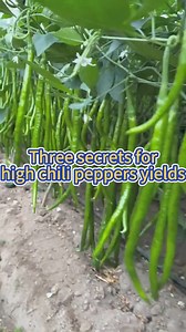 Three secrets for high Chilli peppers yield #garden #gardening #gardeningtips #planting #farming #chilipeppers #pepper #agriculture | Agriculture 2.1
