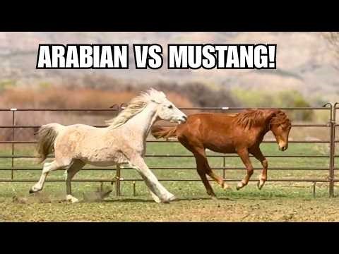 I bought Sparkler the Mustang ~ Joining the other horses in a herd