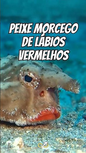 Meet the BIZARRE red-lipped batfish