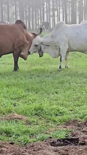 1K views · 14 reactions | Cows Love Each Other Who said cows have no...