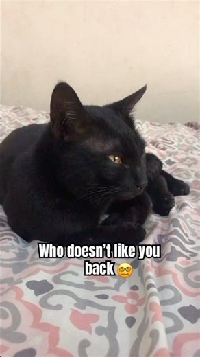 What do you do if you like someone who doesn’t like you back?! 😼 #catshorts #cat #viralshorts