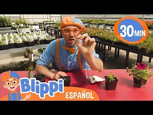 Blippi aprende con flores de colores 🌸🌻🌼🌹 Blippi Español