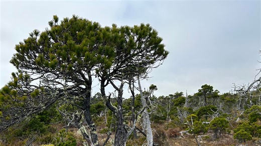Canada's unique 'broccoli trees': Where to find them and why they grow like this - The Weather Network