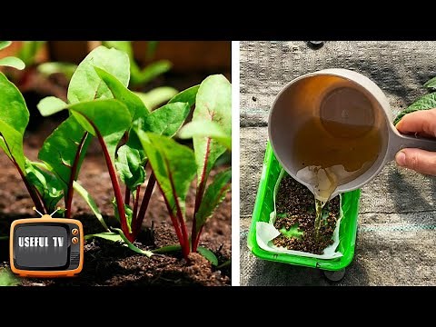 Beets will sprout in 2 days! The subtleties of sowing beets