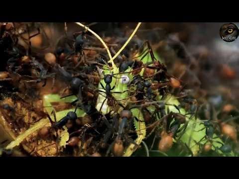 Inside the Deadliest Ant War in the Rainforest | Animal Documentary