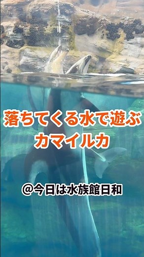 【海遊館】上から落ちる水で遊ぶカマイルカたち