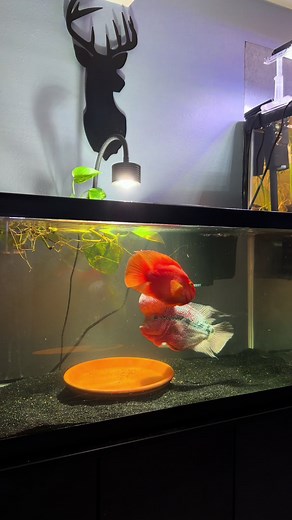 Breeding Flower Horn Cichlids: Tips and Techniques