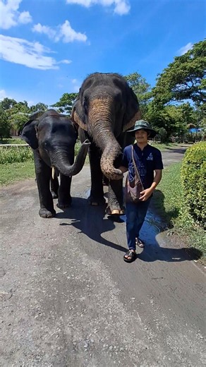 ก้านกล้วยช้างเก่ง #ปางช้างกรุงเทพ #พลายก้านกล้วย #BangkokElephantPark