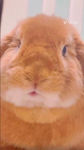 This Tiny Bunny Will Make Your Day 100x Better 🐰✨ (Cutest Moments Ever)