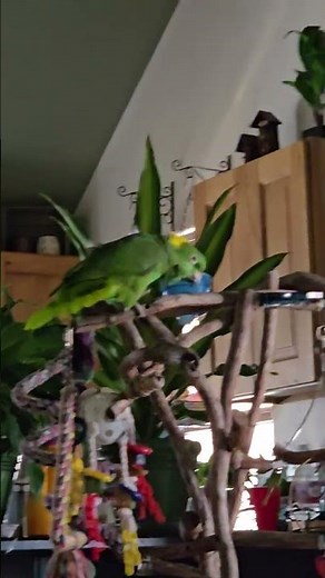 Amazon Says Come On Pretty Girl!#parrot #funny #amazon