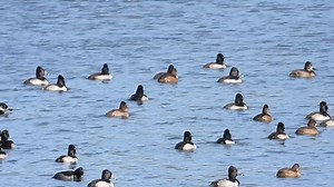 23K views · 2.2K reactions | Build it and they shall come. The waterfowl migration is in full steam ahead mode. Over the last forty years aquatic plants that attract ducks have been planted in the lake. The waterfowl sanctuary at Shalom attracts dozens of migrating species each spring and autumn. They enjoy the fruits of our labor and your financial support when you visit the zoo. | Shalom Wildlife Sanctuary | Facebook