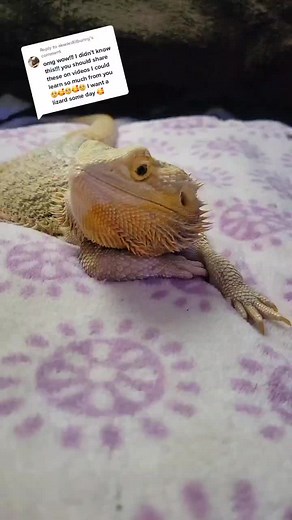 Are Bearded Dragons Venomous? Fun Facts Explained