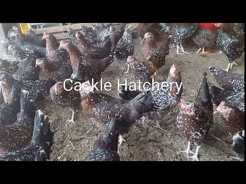 Speckled Sussex Chickens