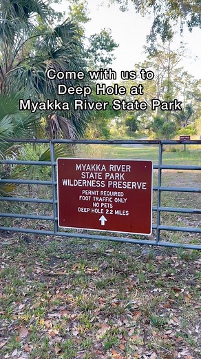 Explore Deep Hole at Myakka River State Park, Florida’s hidden gem 🐊 #florida #hiking #deephole #myakkariver #statepark #floridastateparks #explore #outdoors #nature #stateparks #hiddengem #floridatrails #explorerlorida #exploremore #travel #viral | IslandShae Fishing & Outdoors