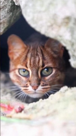 The World's SMALLEST Cat is 6x Sharper Than You! 🤯