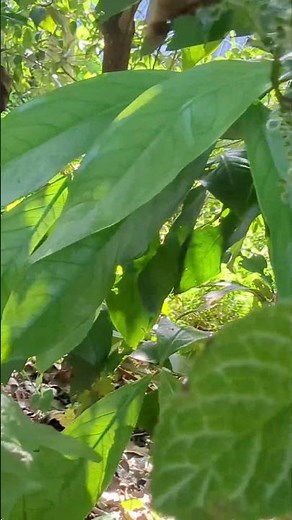 beautiful nature tree video relaxing forest scenery in 4k |