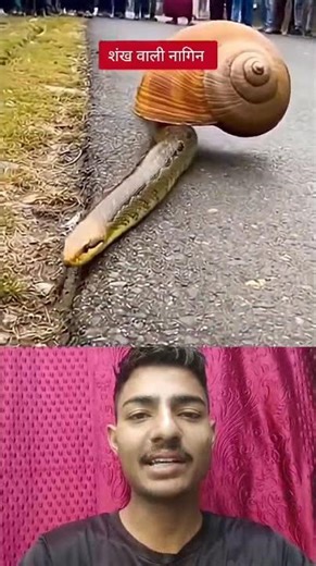 संक वाली नागिन #shorts #viral #reels #viralreelsシ2026