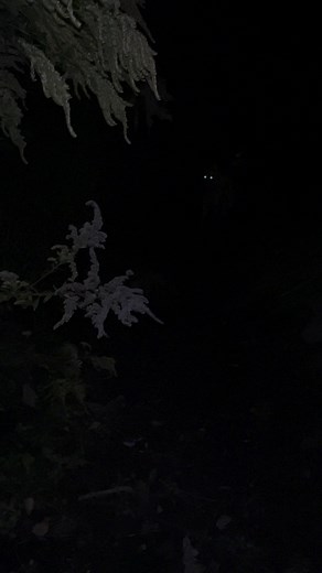 Ghost dog . . #ghost #paranormalactivity #scary #chills #borzoi #cryptid