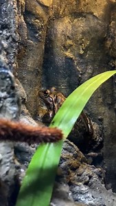 17 reactions · 3 comments | Specimen Spotlight  Today is World...