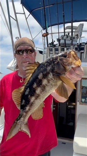 Stunning Calico Bass Boils on Unbridled! Cliff Hughes Lands Beauty with Plastic 🎣🔥