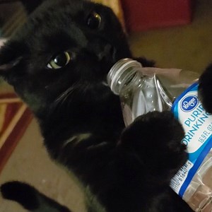 585K views · 1.2K shares | Happy St. Patrick's Day to all our human and furry Wagglers out there (remember not to party TOO hard)!!! | Animal Tales | Facebook