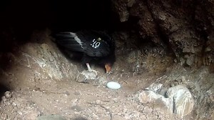 Looks like it is going to be a busy year for the California Condor Recovery Program. Biologists have identified 16 condor nests in California. Six of those nest involve a Pinnacles condor and we are happy to announce one in within the park! Condors 340 and 236 are a newly formed pair and are nesting together for the first time. Condor 340 previously attempted nesting at the park with his mate, 444. Sadly, they did not successfully fledge a chick and last summer 444 died of lead poisoning. Last w
