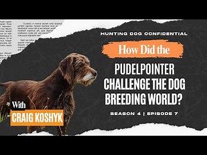 Pudelpointer: The Dog That Challenged the Breeding World