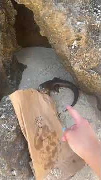 Blue-tongued Lizard Bites Woman's Finger as She Tries to Touch it - 1535087