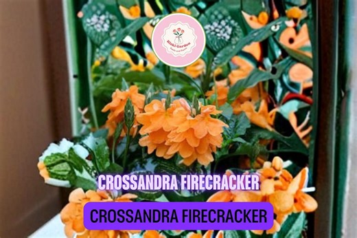 Crossandra Firecracker Flower Live Plant – Tropical Orange Marmalade Blooms – Crossandra Infundibuliformis - Etsy