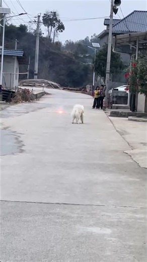 家中那只搞笑狗狗把我吓坏了
