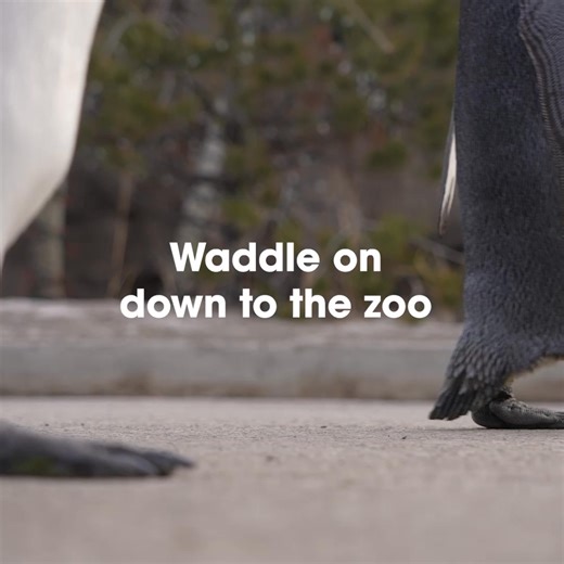 Do the penguin shuffle during the Wilder Institute/Calgary Zoo Penguin Walk, presented by WestJet Cargo. Waddle with us! | The Calgary Zoo