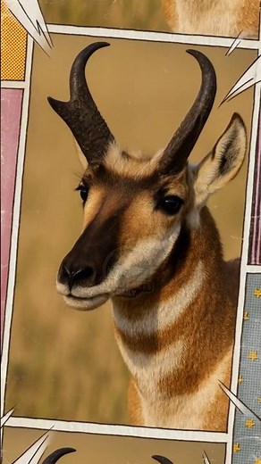 The Pronghorn’s Secret: Why It’s the Fastest Animal in North America!