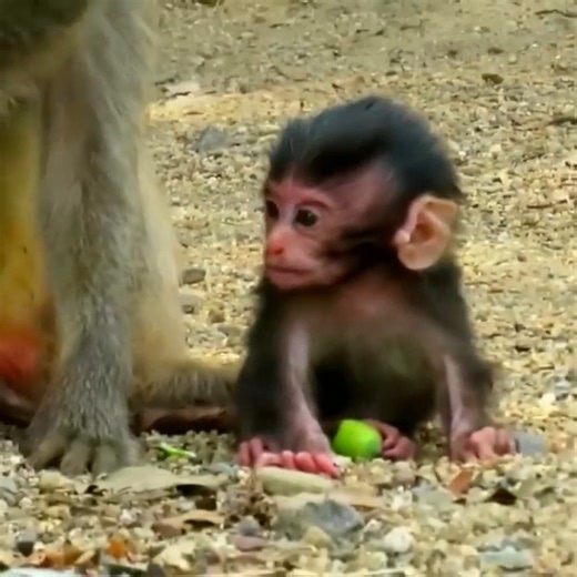 37K views · 781 reactions | Newborn baby macaque, newly monkey looks very weak | Monkey BC | Facebook