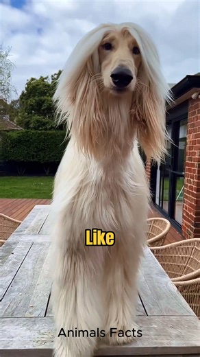 Introducing the Afghan Hound 🔥#afghanhound | Animals Facts