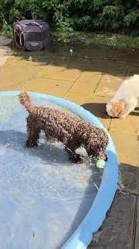 Cockapoo puppies, and July heatwave 2026