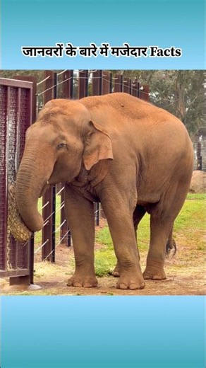 🐘 interesting facts about animals 🐘 #facts #amazingfacts #animals #intrestingfacts #shorts