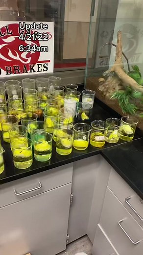Laboratory Morning Update: Chemical Reactions Explained