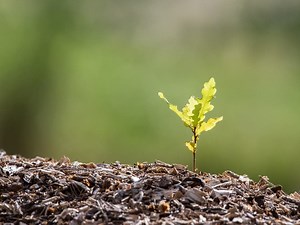 2nd Place Winner In MD Arbor Day Poster Contest Hails From Harford County